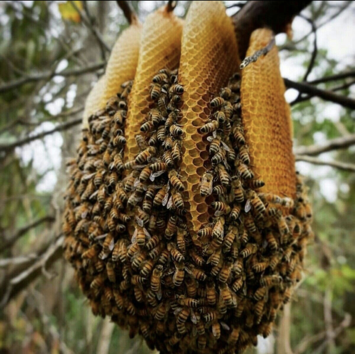 What it takes for Bees to make wax... - Tru Bee Removal